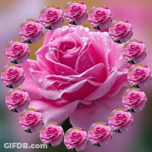 Three Blue Roses With Name Alina GIF