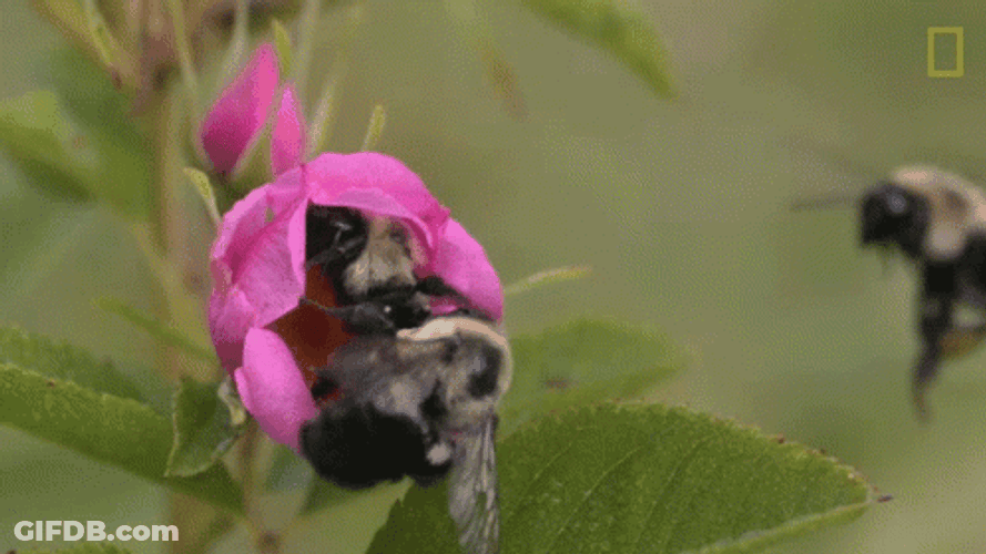 Three Bumblebee Flying Around Flower GIF