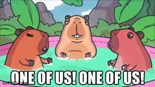 Three Capybaras In Pool Saying One Of Us GIF
