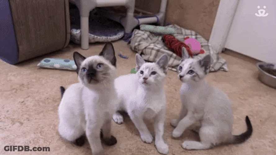 Three Cat Breakdancing In Sync GIF