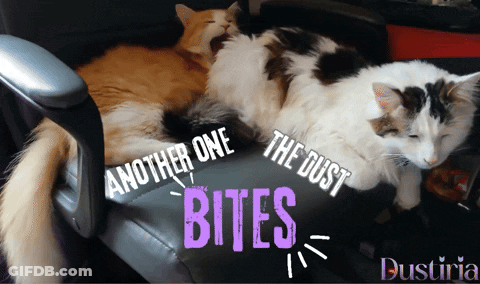 Three Cats Are Laying On A Chair With The Words " Another One The Dust Bites " GIF
