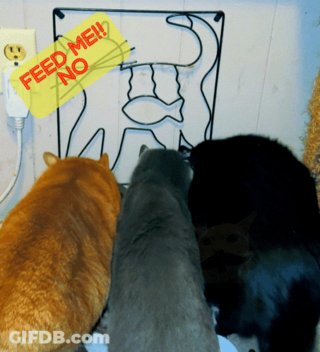 Three Cats Are Looking At A Sign That Reads Feed Me No GIF