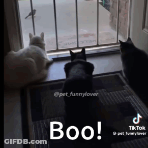Three Cats Are Looking Out A Window With The Words Boo Written On The Bottom GIF