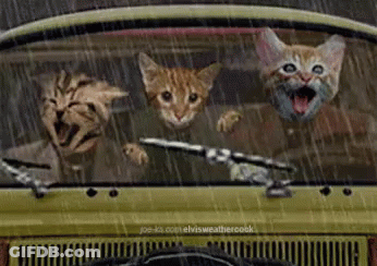 Three Cats Are Sitting In A Car In The Rain With Their Mouths Open GIF