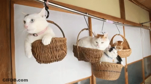 Three Cats Are Sitting In Wicker Baskets Hanging On A Clothes Line . GIF