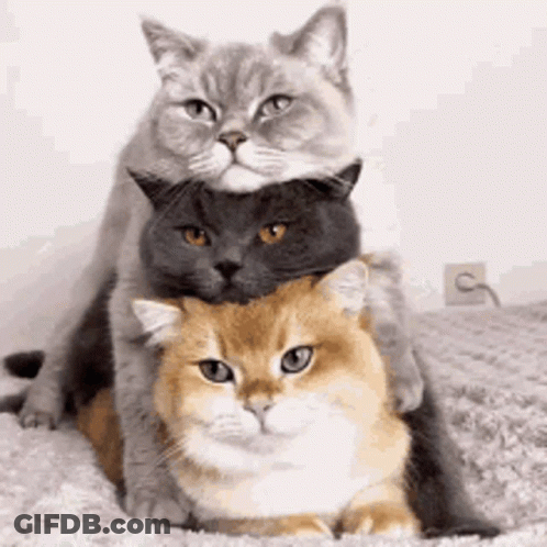 Three Cats Are Sitting On Top Of Each Other On A Blanket . GIF