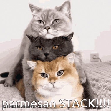 Three Cats Are Stacked On Top Of Each Other And The Caption Says Parmesan Stack !!! GIF