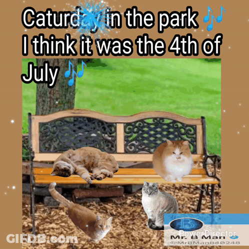 Three Cats Bench Saturday In The Park 4Th Of July GIF