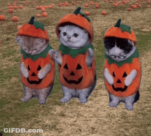 Three Cats Dressed As Pumpkins GIF