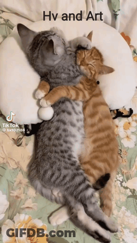 Three Cats Laying On A Pillow With The Caption " Hv And Art " Above Them GIF