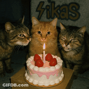 Three Cats Looking At Birthday Cake With Strawberries And Candle GIF
