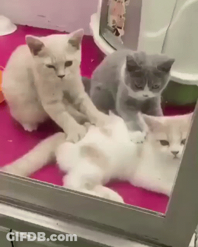 Three Cats Looking In Mirror GIF