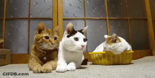Three Cats Lying And Sitting In Yellow Basket GIF