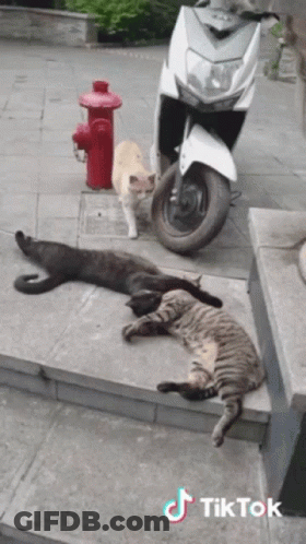 Three Cats Lying Near Scooter GIF