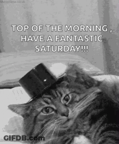 Three Cats On Bench Saturday In The Park GIF