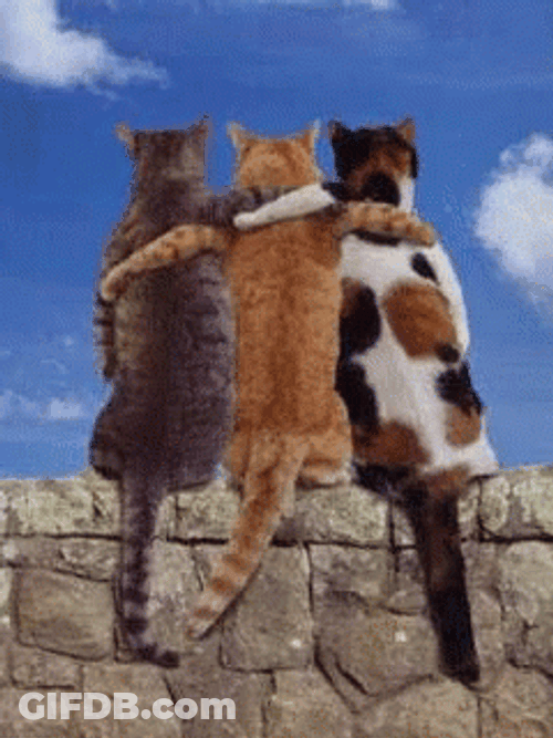 Three Cats Side By Side GIF