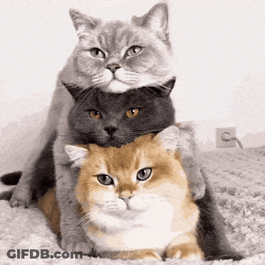 Three Cats Stacked On Bed GIF