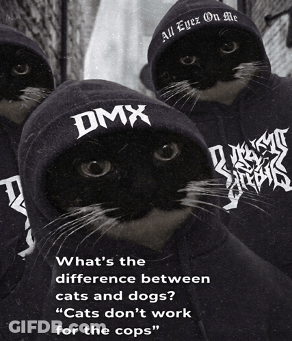 Three Cats Wearing Hoodies That Say Dmx GIF