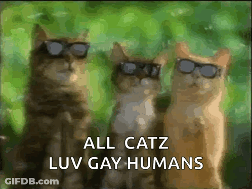 Three Cats Wearing Sunglasses All Catz Luv Gay Humans GIF