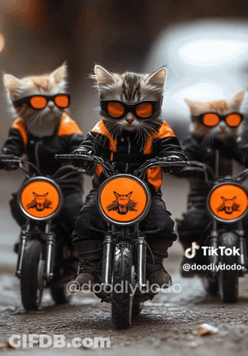 Three Cats Wearing Sunglasses Riding Motorcycles TikTok Logo GIF