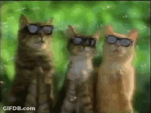 Three Cats Wearing Sunglasses GIF