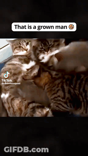 Three Cats With Caption That Is A Grown Man GIF