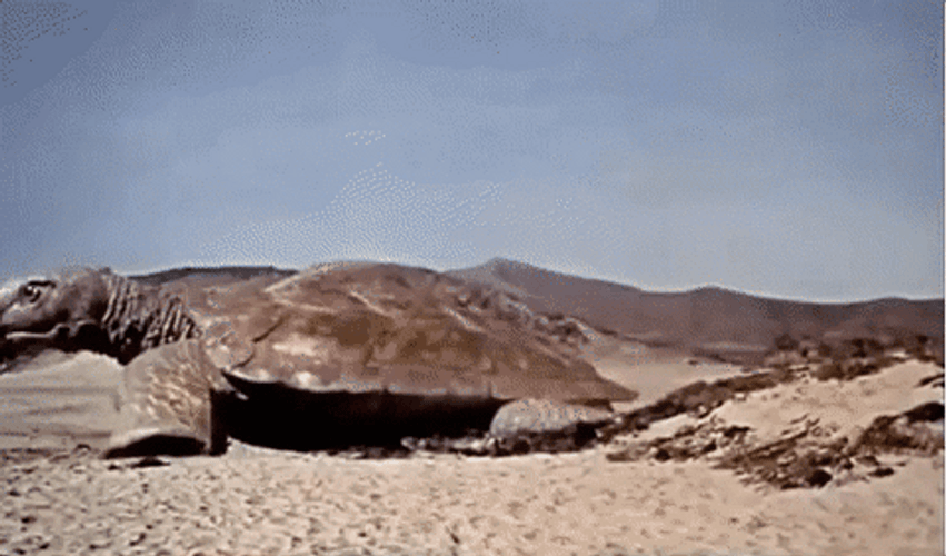 Three Caveman Versus Giant Turtle GIF