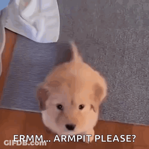 Three Cheerleaders Holding Up Arms GIF