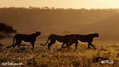Three Cheetahs Are Walking In A Field With A Netflix Logo On The Bottom GIF