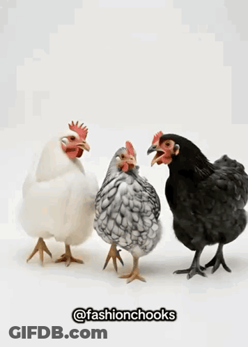 Three Chickens One Black GIF