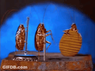 Three Cockroaches Are Standing Next To Each Other On A Bottle Cap GIF