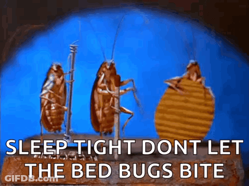 Three Cockroaches Are Standing Next To Each Other On A Brick With The Words Sleep Tight Dont Let The Bed Bugs Bite . GIF