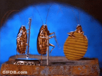 Three Cockroaches Are Standing On A Bottle Cap On A Table GIF