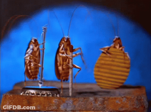 Three Cockroaches Are Standing On A Bottle Cap With A Blue Background GIF