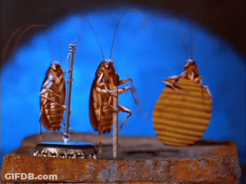 Three Cockroaches Are Standing On A Bottle Cap With A Blue Background GIF