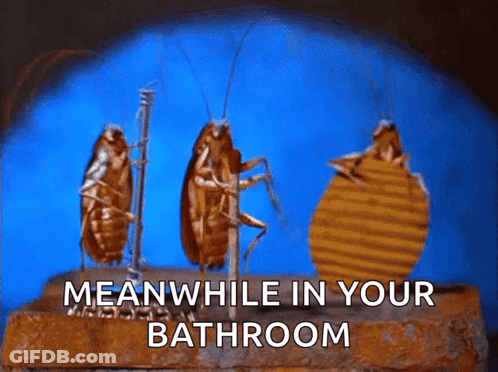 Three Cockroaches Standing On A Brick With The Words Meanwhile In Your Bathroom GIF