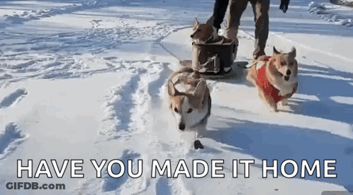 Three Corgi Dogs Are Pulling A Sled In The Snow With The Words Have You Made It Home Above Them GIF