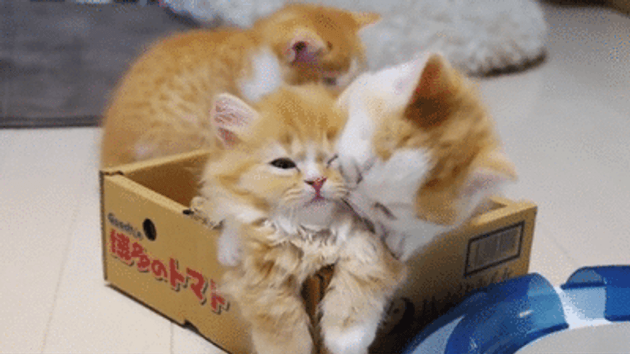 Three Cute Brown Kittens Playing Shy GIF