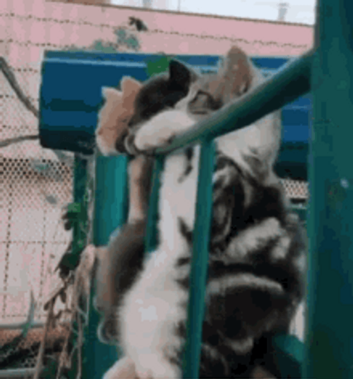 Three Cute Cool Cat Chilling Outside GIF