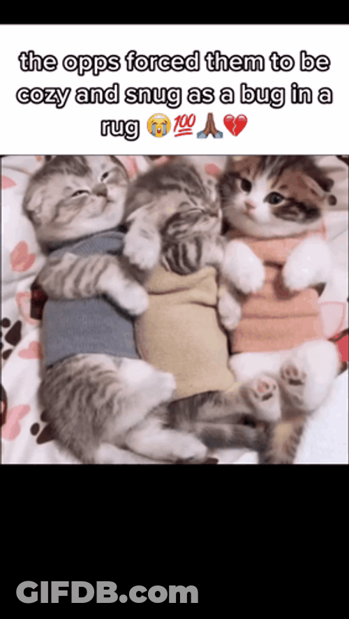 Three Cute Kittens Opps GIF