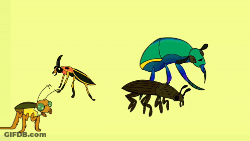 Three Different Beetles On Yellow Background GIF
