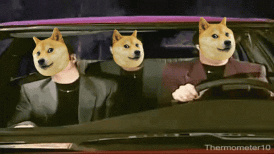 Three Doge In Car GIF