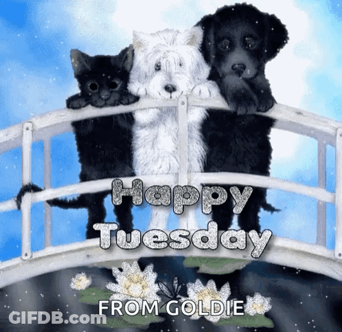 Three Dogs And A Cat On A Bridge With The Words Happy Tuesday From Goldie On The Bottom GIF