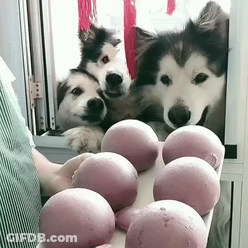 Three Dogs Are Looking Out A Window At A Bunch Of Balls GIF