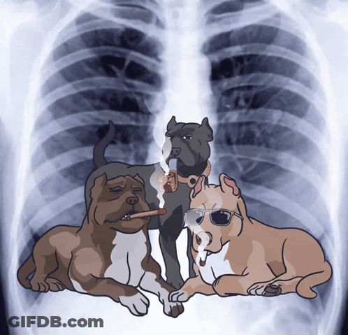 Three Dogs Are Smoking Cigarettes In Front Of An X-Ray Of A Chest GIF