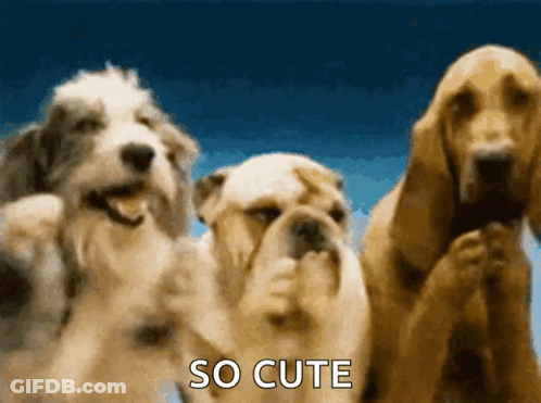 Three Dogs Are Standing Next To Each Other With The Words So Cute Written On The Bottom GIF