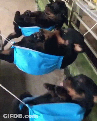 Three Dogs In Blue Face Masks Lying On Backs GIF