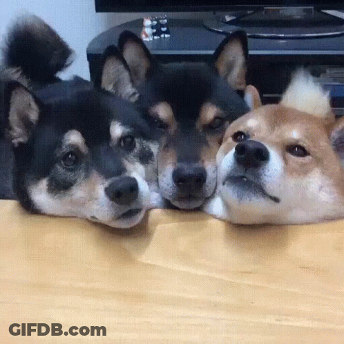 Three Dogs Laying Heads On Table GIF