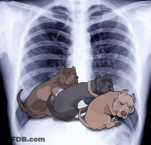 Three Dogs Lying On X-Ray GIF