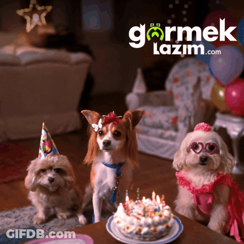 Three Dogs Sitting In Front Of A Birthday Cake With The Website Gormek.lazim.com In The Background GIF